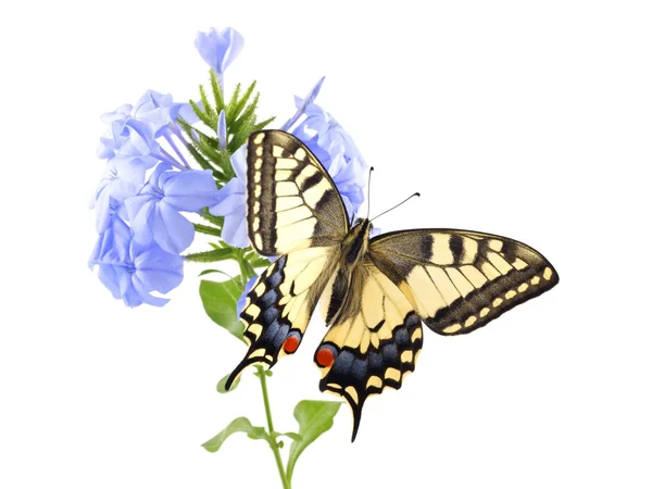 Ласточковый хвост (Papilio machaon) бабочка, сидящая на цветке Синий сантехник (Plumbago auriculata ) — стоковое фото