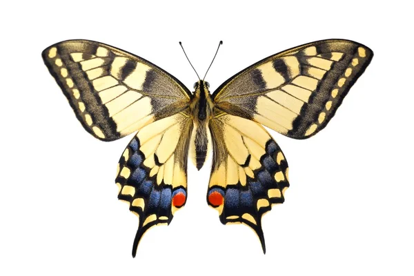 Gamla världen swallowtail (papilio machaon) fjäril — Stockfoto