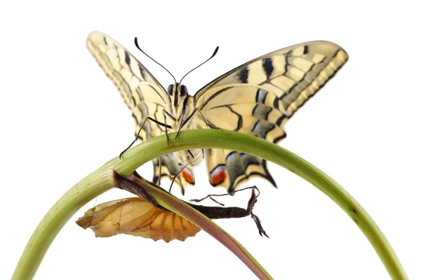 Old World Swallowtail (Papilio machaon) mariposa encaramada en una rama junto al capullo del que nacieron, todo sobre un fondo blanco — Foto de Stock