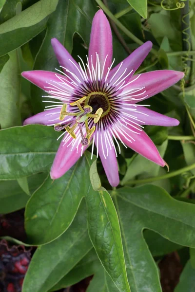 Flor de paixão (Passiflora L .) — Fotografia de Stock