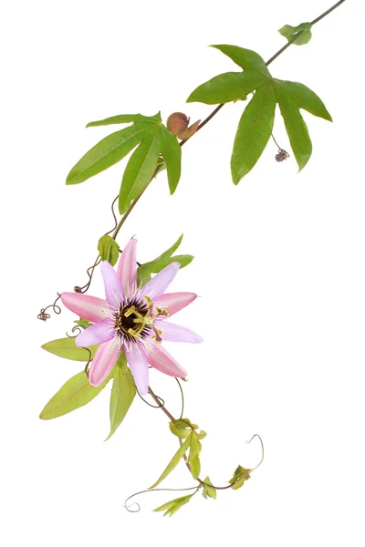 Цветок страсти (Passiflora L.) на белом фоне — стоковое фото