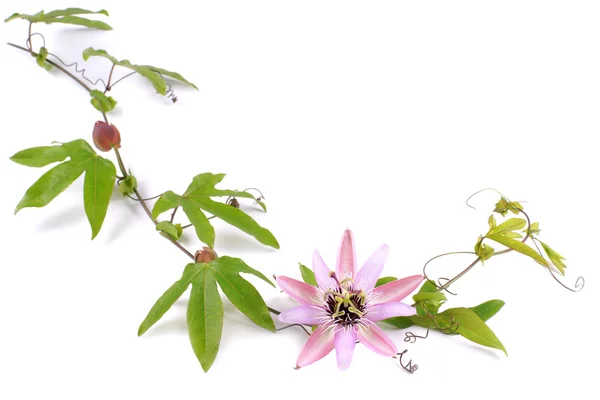 Flor de la Pasión (Passiflora L.) sobre un fondo blanco —  Fotos de Stock