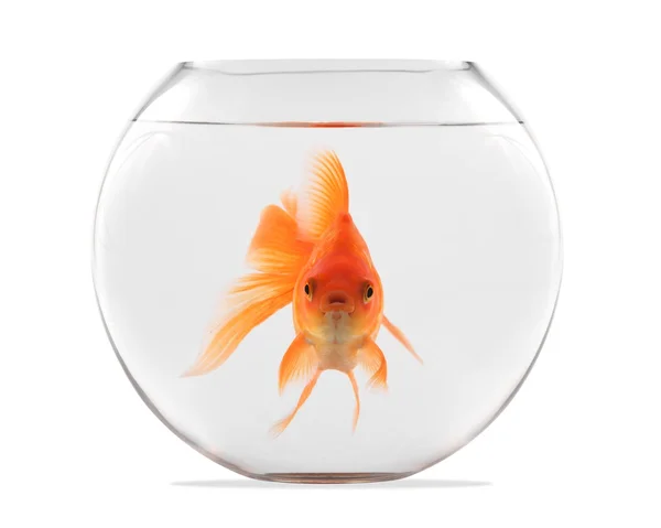 Pesce rosso galleggiante in sfera di vetro e su sfondo bianco Fotografia Stock
