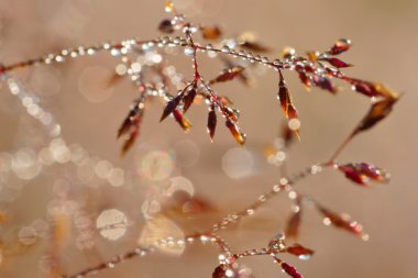 çayır, çiğ, arka plan olarak bitki sapları üzerinde dewdrops