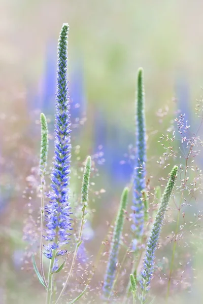 Meadow, Spicatum speedwell Veronica (Veronica spicata), в качестве фона — стоковое фото