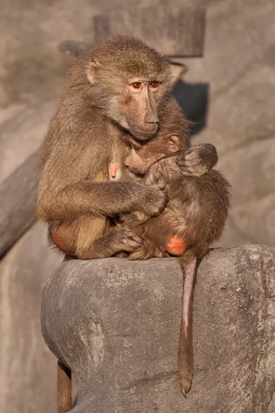 Hamadryas Baboon (Papio hamadryas), madre abrazando al bebé — Foto de Stock