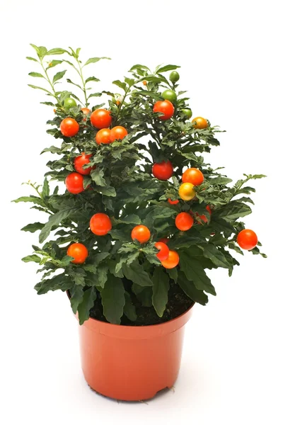 mercan itüzümü (solanum pseudocapsicum l.)