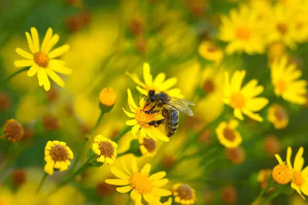 Mézelő méh (API) a sárga virágok háttereként — Stock Fotó