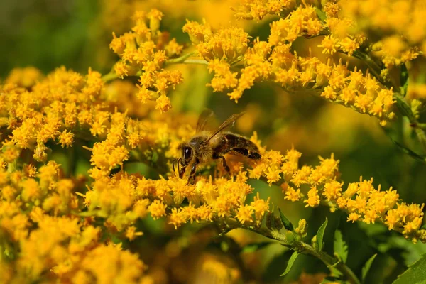 Bee (Apis) collecting pollen on yellow flowers — Stock Photo, Image