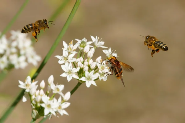 Pszczoły w lot, hoverfly i kwiaty czosnku (allium) — Zdjęcie stockowe