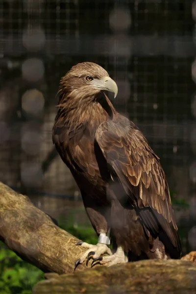Θαλασσαετός (πιο), το πουλί σε ένα κλουβί — Φωτογραφία Αρχείου