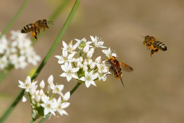 Bienen im Flug, Schwebfliege und Knoblauchblüten (Allium)) Stockfoto