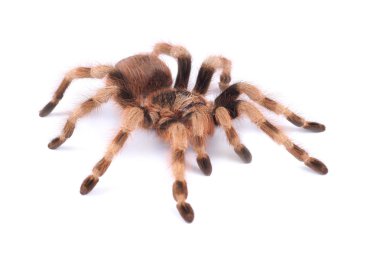 Tarantula örümceği, kadın (nhandu coloratovilosum)