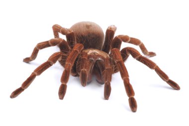 Tarantula örümceği, kadın (theraphosa blondi)