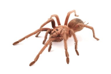 hispaniolan dev tarantula (phormictopus cancerides), genç kadın