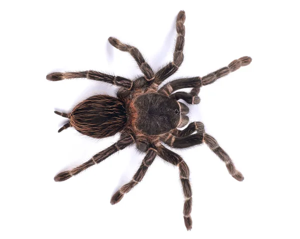 Tarantula spin, vrouwelijke (lasiodora parahybana) — Stockfoto