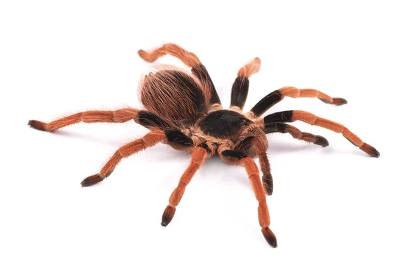 Pavouk tarantule, ženské (sklípkanů robustum) — Stock fotografie