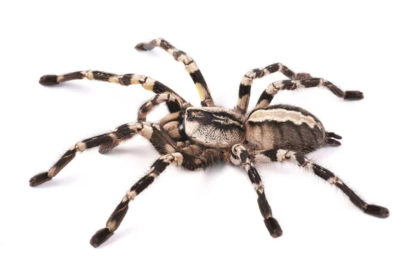 Tarantula örümceği, kadın (poecilotheria regalis) — Stok fotoğraf