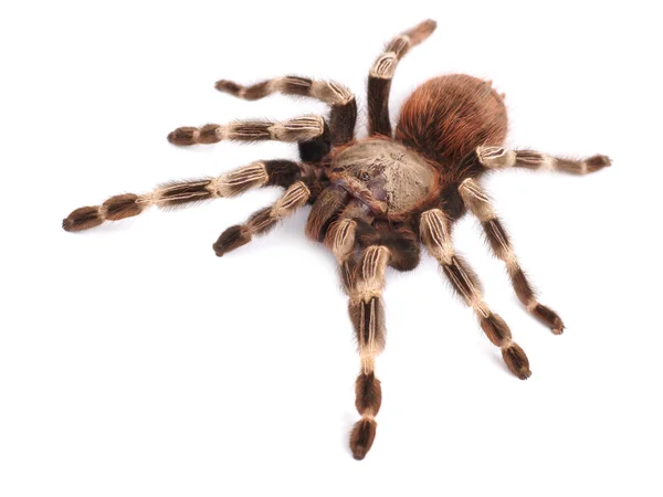 Tarantula örümceği, kadın (vitalius paranaensis) — Stok fotoğraf