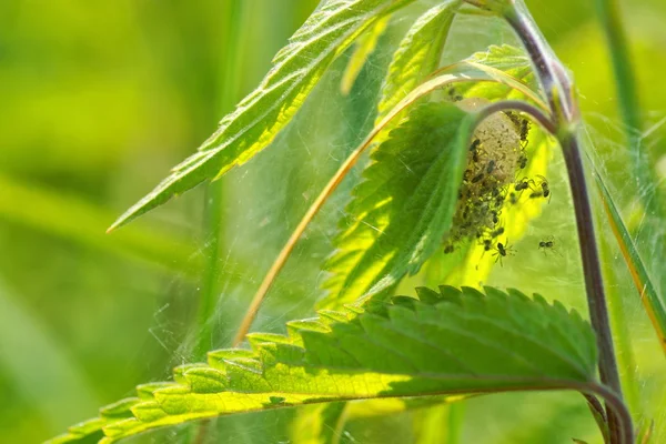 Aranha, casulo com pequenas aranhas, veias feitas entre as folhas de urtiga — Fotografia de Stock