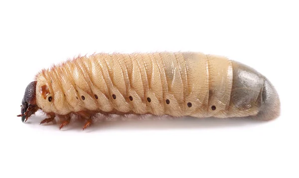 Nosorožíci (xylotrupes gideon), larva na bílém pozadí — Stock fotografie