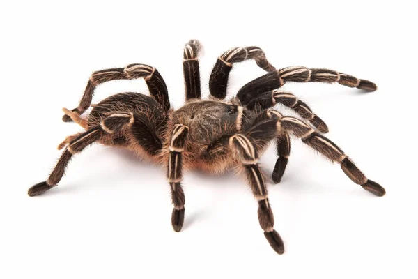 çoğu Batılı Kosta Rika costarican zebra tarantula de çizgili diz tarantula (aphonopelma seemanni), bu örümceğin yaşıyor