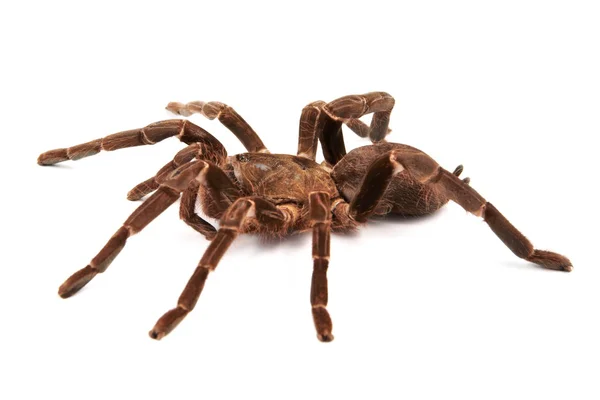 Tarantula spin (hysterocrates hercules) op een witte achtergrond — Stockfoto