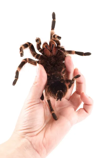 Vogelspinne, weiblich (vitalius paranaensis), Beispiel, wie man die Spinne sicher in der Hand hält — Stockfoto