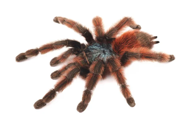 Pinktoe Αντίλλες tarantula (Αβικουλάρια versicolor), γυναίκα αράχνη — Φωτογραφία Αρχείου