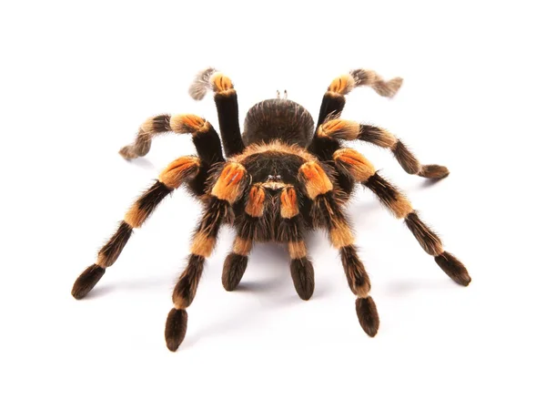 Meksika tarantulası (Brachypelma smithi), örümcek kadın