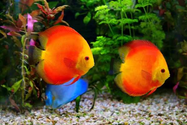 Discus (symphysodon), çok renkli Çiklit akvaryum tatlı su balıkları yerli amazon Nehri Havzası