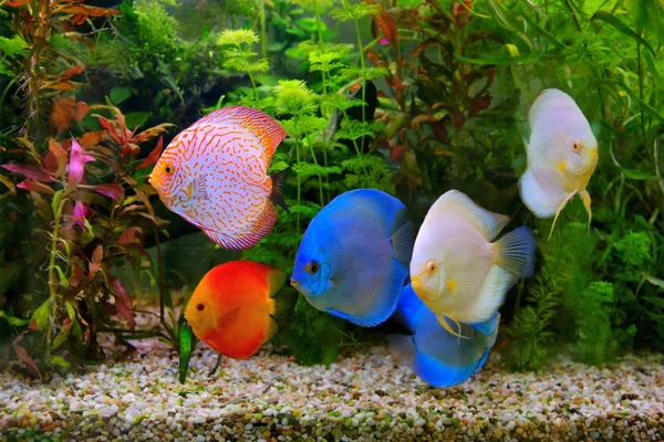 Discus (Symphysodon), multi-colored cichlid in the aquarium, the freshwater fish native to the Amazon River basin — Stock Photo, Image