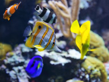 copperband butterflyfish (chelmon rostratus) Balık