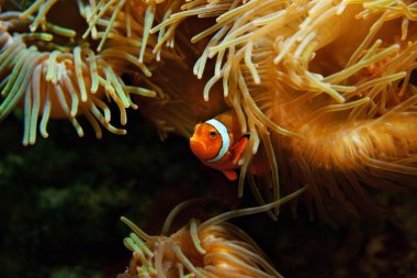 palyaço balığı (amphiprion ocellaris)