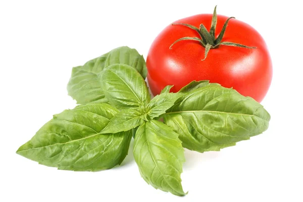Tomate e manjericão sobre um fundo branco — Fotografia de Stock