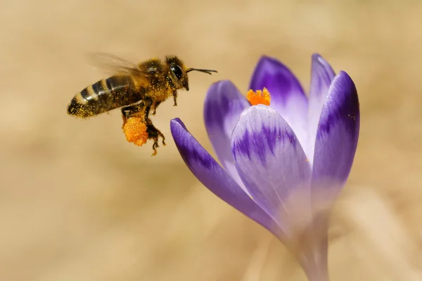 Méhek (apis mellifera), repül a krókuszok tavasszal méhek — Stock Fotó