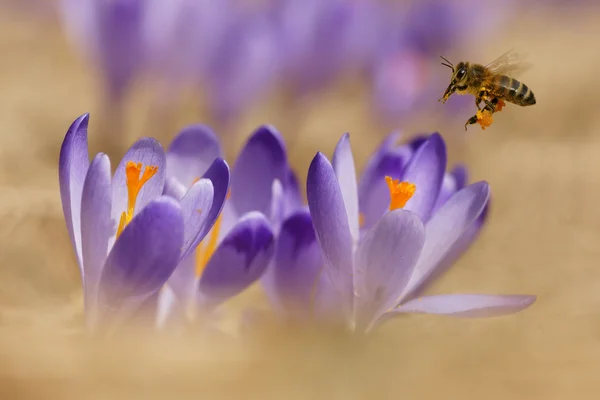 Honungsbin (apis mellifera), bina flyger över krokusar på våren — Stockfoto