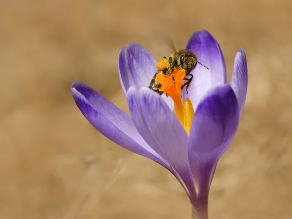 Méhek (apis mellifera), a tavaszi krókuszok a méhek — Stock Fotó