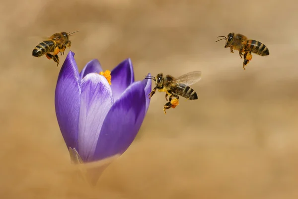 Honigbienen (apis mellifera), Bienen, die im Frühjahr über die Krokusse fliegen — Stockfoto