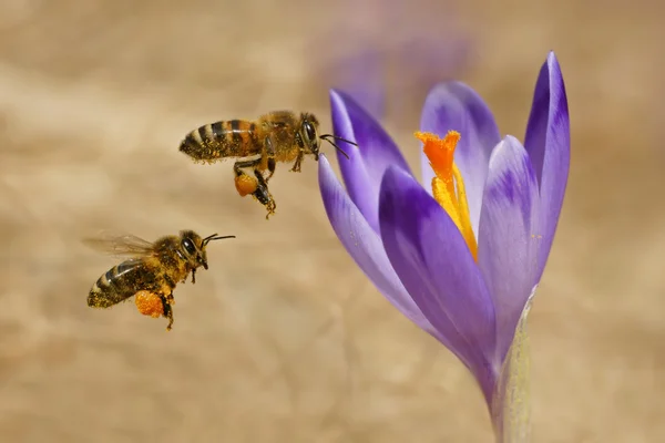 Pszczoły miodne (apis mellifera), pszczoły latające nad krokusy na wiosnę — Zdjęcie stockowe