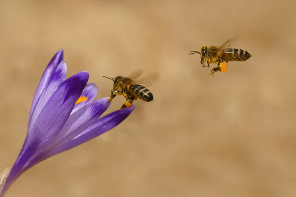 Honigbienen (apis mellifera), Bienen, die im Frühjahr über die Krokusse fliegen — Stockfoto