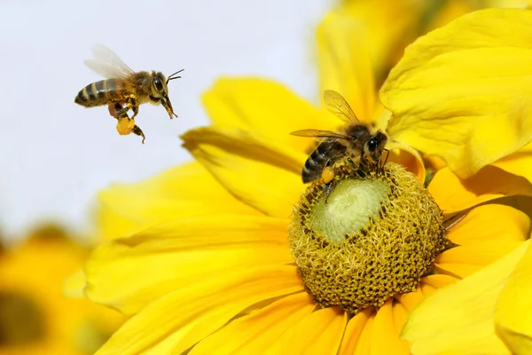 Bee i flykt och dahlia trädgård (dahlia cav.) — Stockfoto