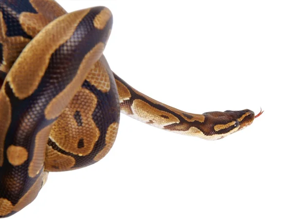 Python regius com língua saliente, no fundo branco — Fotografia de Stock