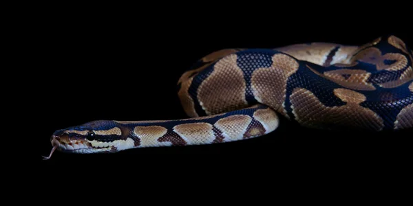 Python regius with tongue sticking out, on a black background — Stock Photo, Image