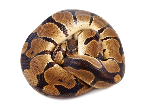 Pyton Królewski na białym tle, jest również znany jako royal python lub python piłkę — Zdjęcie stockowe