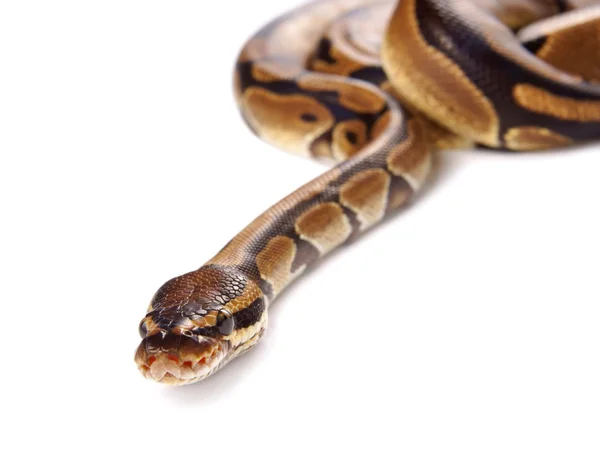Python regius on white background, it is also known as royal python or ball python — Stock Photo, Image