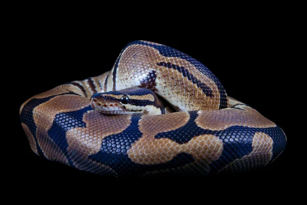 Python regius em um fundo preto, também é conhecido como Royal python ou Ball python — Fotografia de Stock