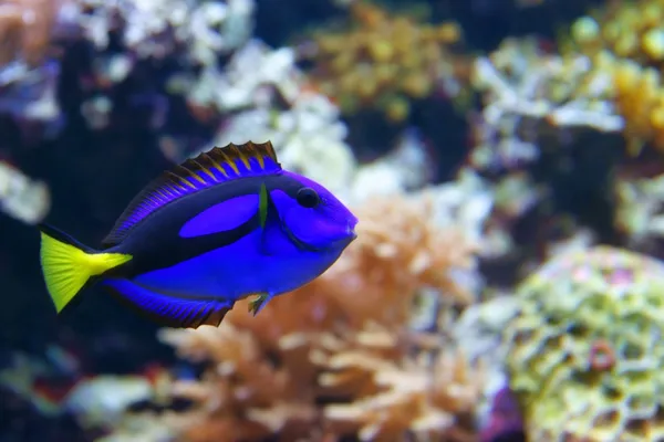 Blue tang (paracanthurus hepatus), Balık