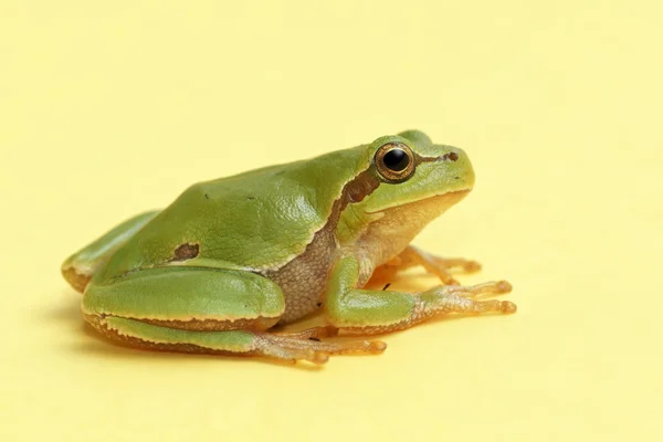 Tree frog (Hyla arborea) — Stock Photo, Image