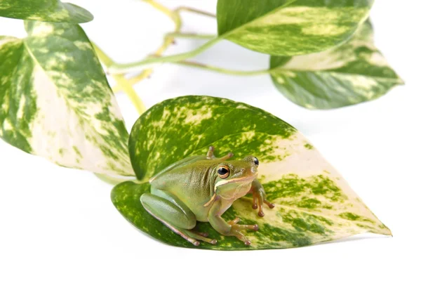 在叶子上的树蛙 （种 infrafrenata) — 图库照片